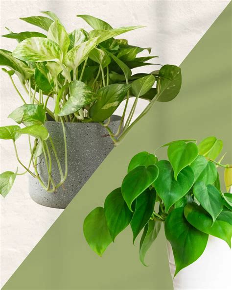 Pothos vs. Philodendron: Unraveling the Popular Plant Duo - Soltech