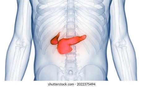Human Internal Organs Pancreas Gallbladder Anatomy Stock Illustration ...