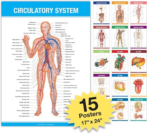 Buy Global Printed Products Anatomy Posters for Classroom or Office ...