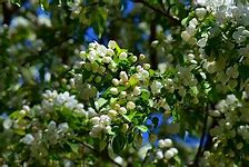 Image result for Easy Spring Appetizers
