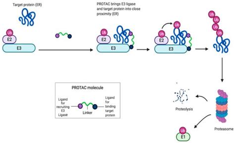 Oral Selective Estrogen Receptor Degraders (SERDs) as a Novel Breast ...