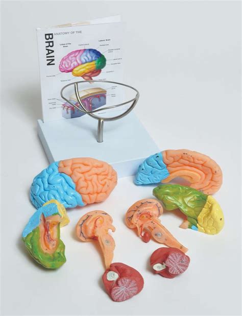 Image result for Handy Brain Model
