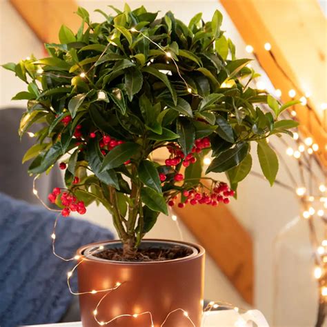 Hibisco: cómo y dónde plantarlo en casa