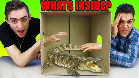 Image result for Bit Box Challenge