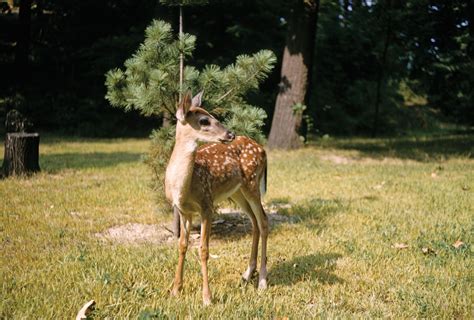White-tailed deer | Habitat, Diet & Adaptations | Britannica