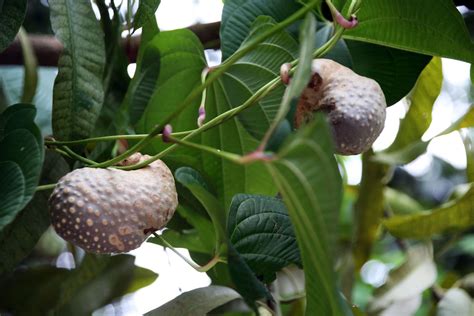 Yam | Description, Uses, Species, & Facts | Britannica