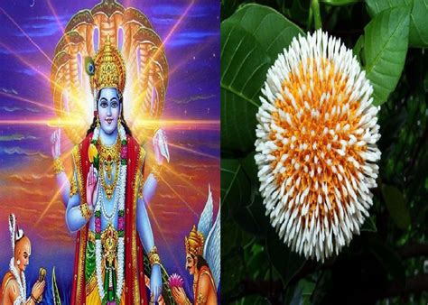 want to get blessings of lord vishnu then definitely offer this flower