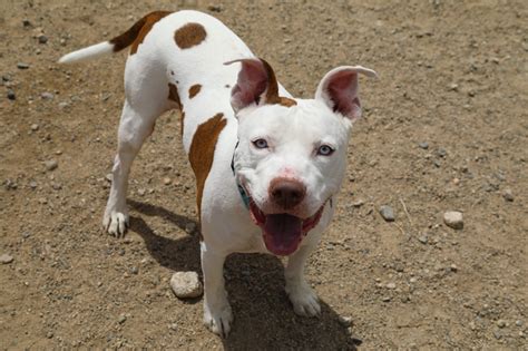 White Pitbull With Brown Spots