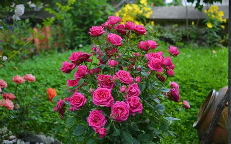 Download Garden Roses Pictures | Wallpapers.com