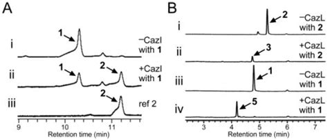 Combinatorial Generation of Chemical Diversity by Redox Enzymes in ...