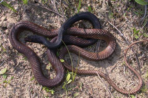 Coachwhip Snake Facts and Pictures