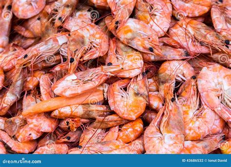 Schrimps stock photo. Image of food, fresh, schrimps - 43686532