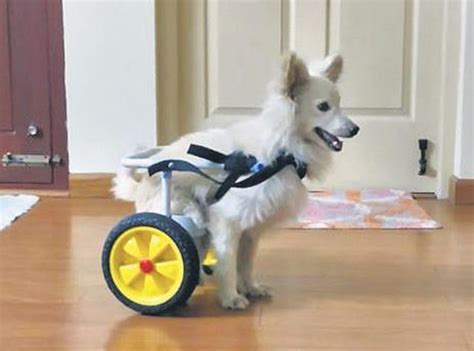 Coimbatore: Dog on a roll thanks to his engineer friend