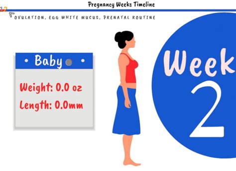2 weeks pregnant - what to expect? - MYBABYCARE