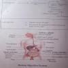 Give the full explanation of the digestive system. - Brainly.in