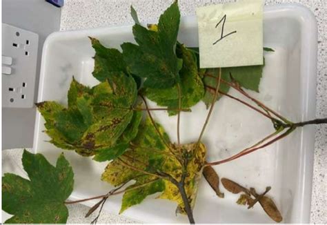 Tree Flashcard 的图像结果