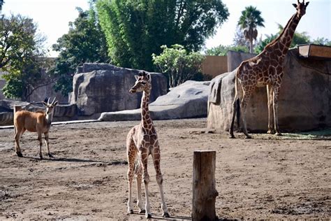 Zoo Train To My 的图像结果