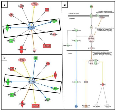 Metformin Affects the Transcriptomic Profile of Chicken Ovarian Cancer ...