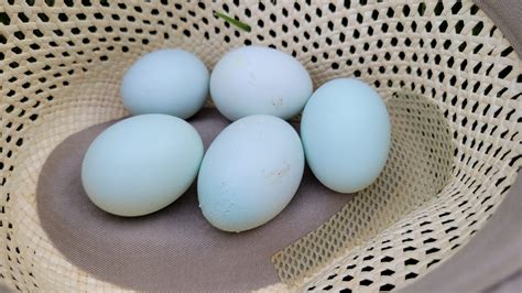 Cream Legbar Eggs at Kenneth Mcgray blog