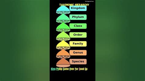 Image result for Scientific Classification Table