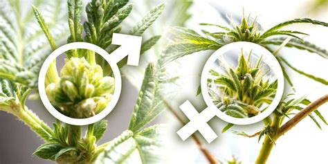 Identifying Early Signs of Hermaphrodite Cannabis Plants | Crop King Seeds
