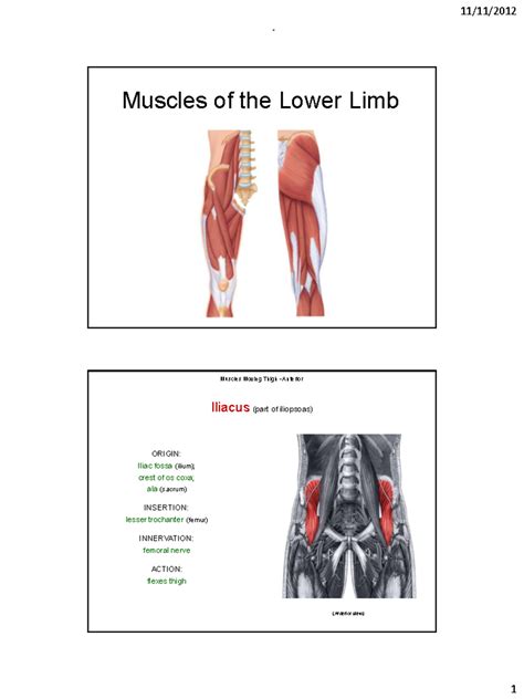 Muscles of the Lower Limb (ADAM): Anterior and Posterior Actions - Studocu