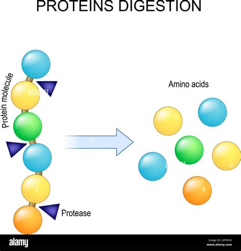 Enzymes Break Amino Acids at Steve Courtney blog