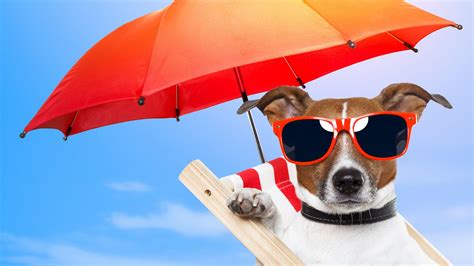 Summer Dog Wallpapers - Top Free Summer Dog Backgrounds - WallpaperAccess