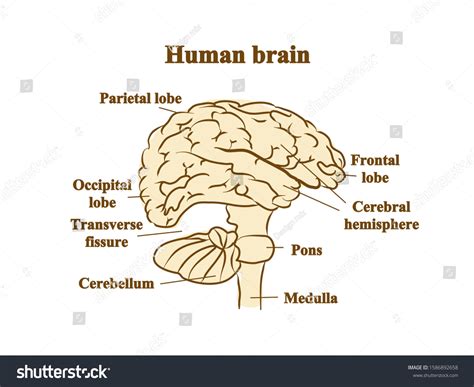 Image result for Brain