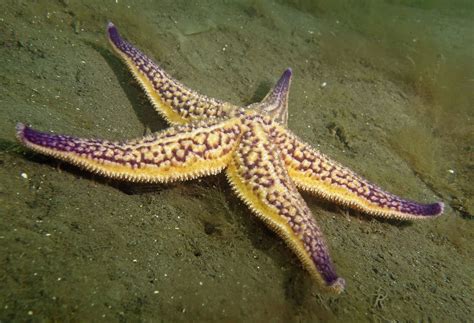 Serious Invader - Northern Pacific Seastar Asterias amurensis | Life ...