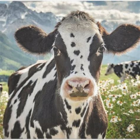 Decoupaging Tissue Paper 的图像结果