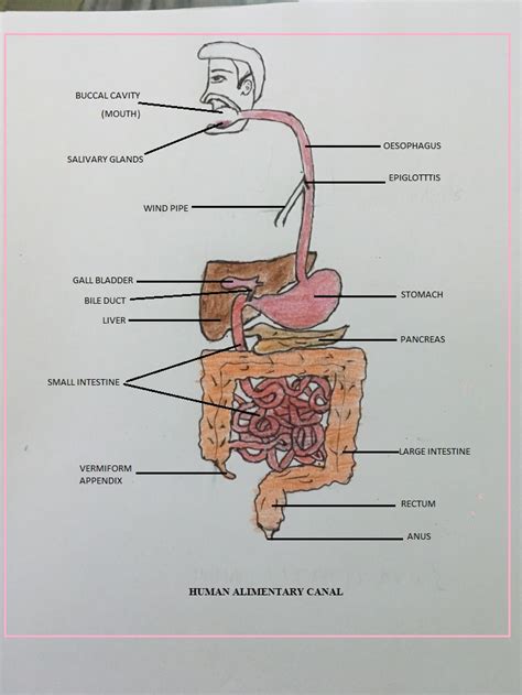 is digesting food a chemical change ? – The Unconditional Guru
