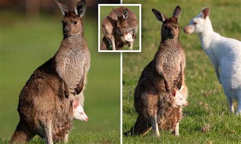 Baby Albino Kangaroo Sun Smart' Albino Kangaroo Spotted Hanging Out