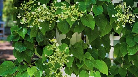 Image result for Pruning Hydrangea Standard Tree Fall