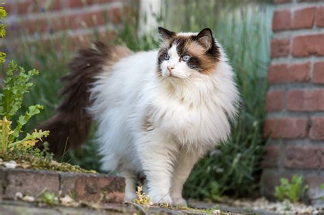 Ragdoll Cat Breed: Info, Pictures, Temperament & More - Catster
