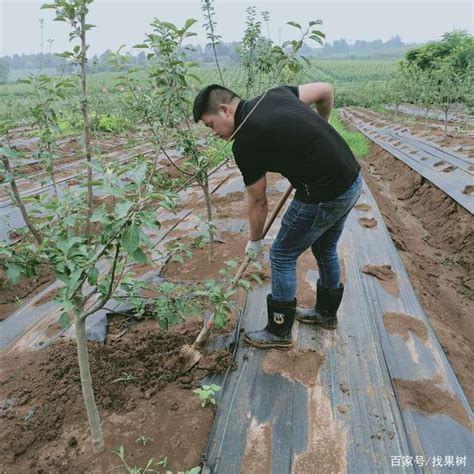 果树种植如何实现标准化栽培？提高苗木成活率的方法有哪些？ - 知乎