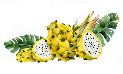 Yellow dragon fruits half and slices with tropical palm leaves ...