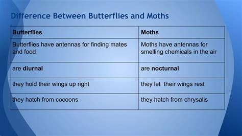 Butterfly or moth! | PDF