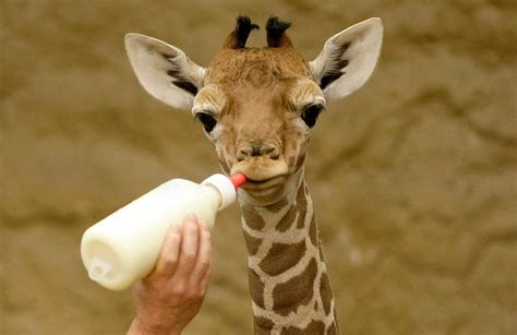 Baby Giraffe Drinking Water