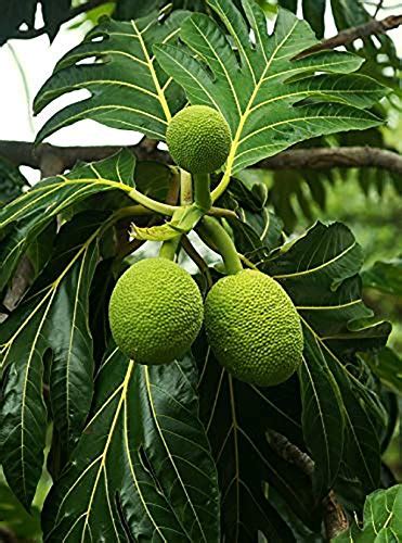 Live Vegetable Plant Breadfruit Fruit Native To The Malay Peninsula ...