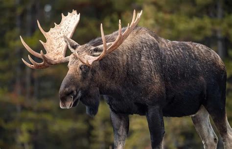 Wildlife in Washington - Types of Washingtonian Animals - A-Z Animals