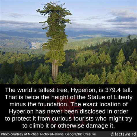 Image result for Hyperion Tree Facts