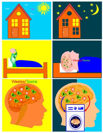 Brain Waste Removal System and Sleep: Photobiomodulation as an ...