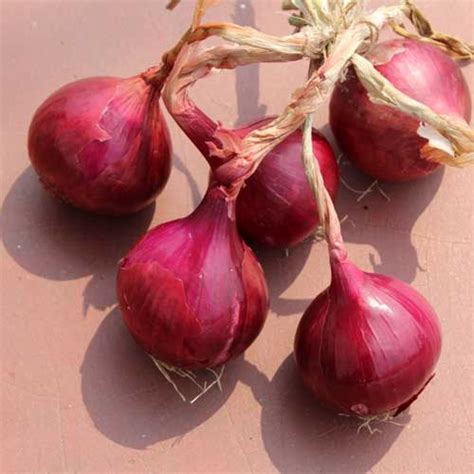 Buy Onion Sukh Sagar Seeds - Dark Red, Highly Pungent, Long Shelf Life