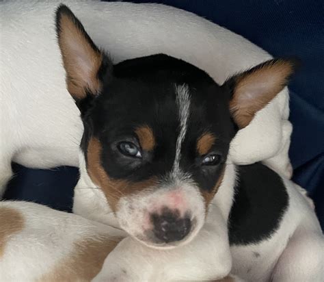 Rat Terrier Puppies For Sale | Plaquemine, LA #450367