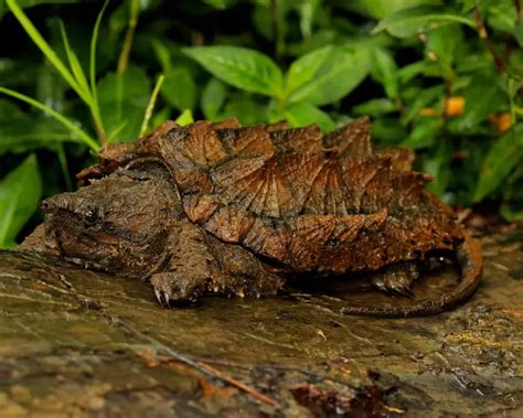 Image result for Large Alligator Snapping Turtle