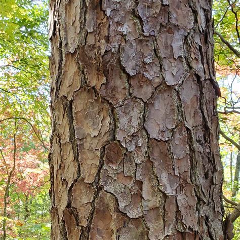 Loblolly Pine (Pinus taeda) Bark | Western Carolina Botanical Club