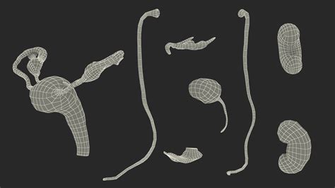 3D Female Reproductive System | 3D Molier International