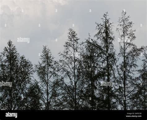 Quebec,Canada. Tree tops silhouette Stock Photo - Alamy