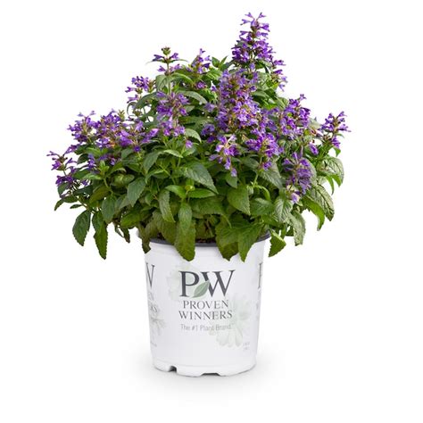 Lowe's Nepeta (Catnip) Plant in 2.5-Quart at Lowes.com